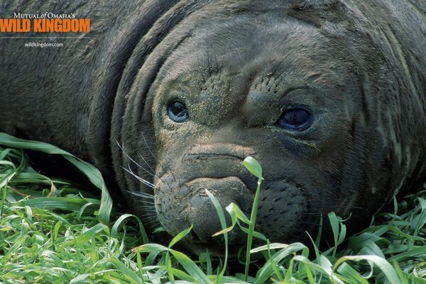 Шөптегі жануар жабайы табиғаттан демалады