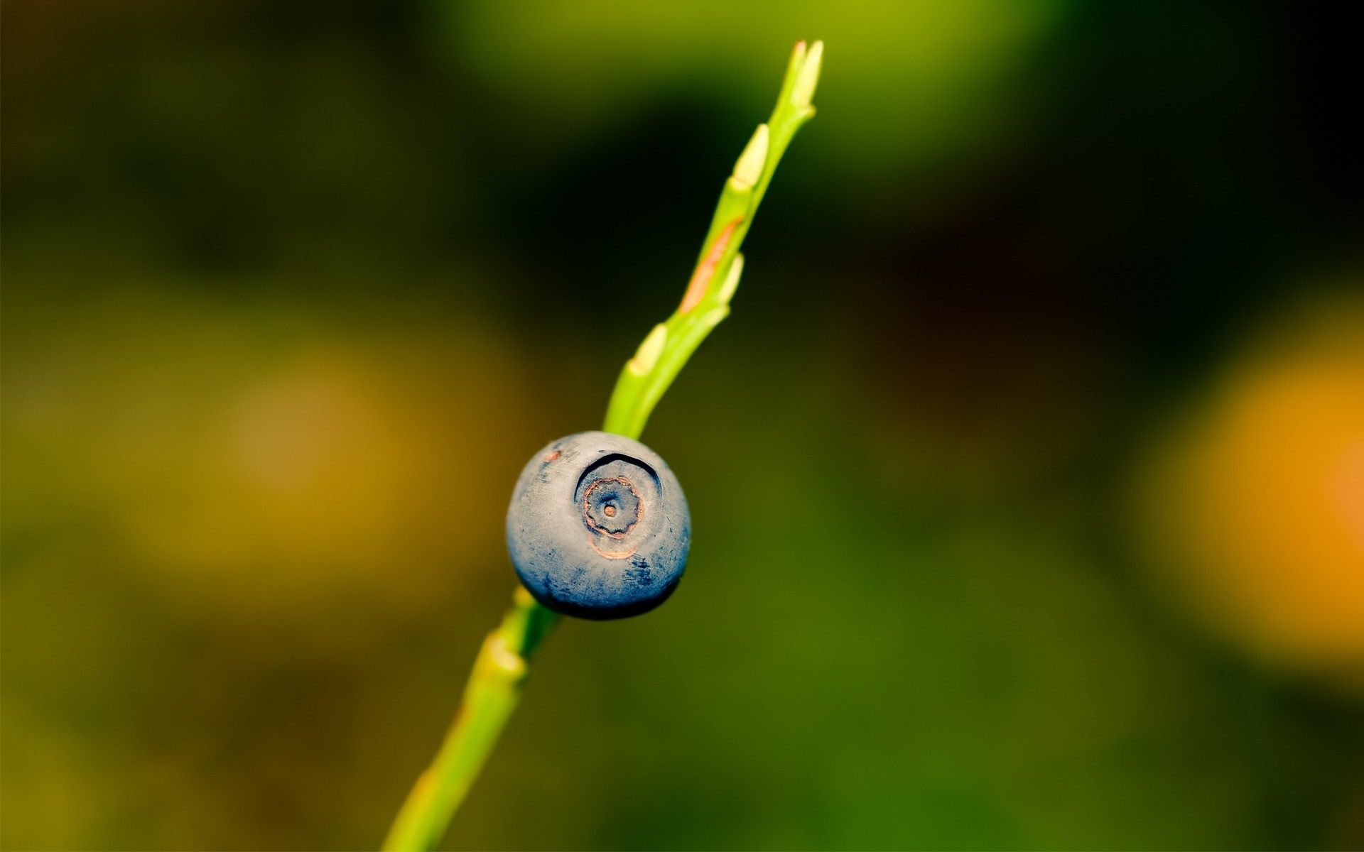 табиғат жапырақ флора бұлыңғырлық түс жаз бақ өсу ашық ауада құлау жемістер