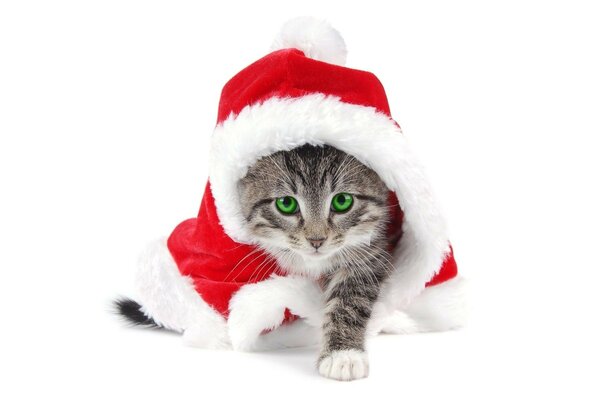 Жасыл көзді жаңа жылдық котенка