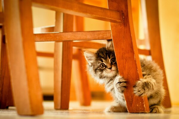 Сүйкімді котенка жиһазды тырнап жатыр