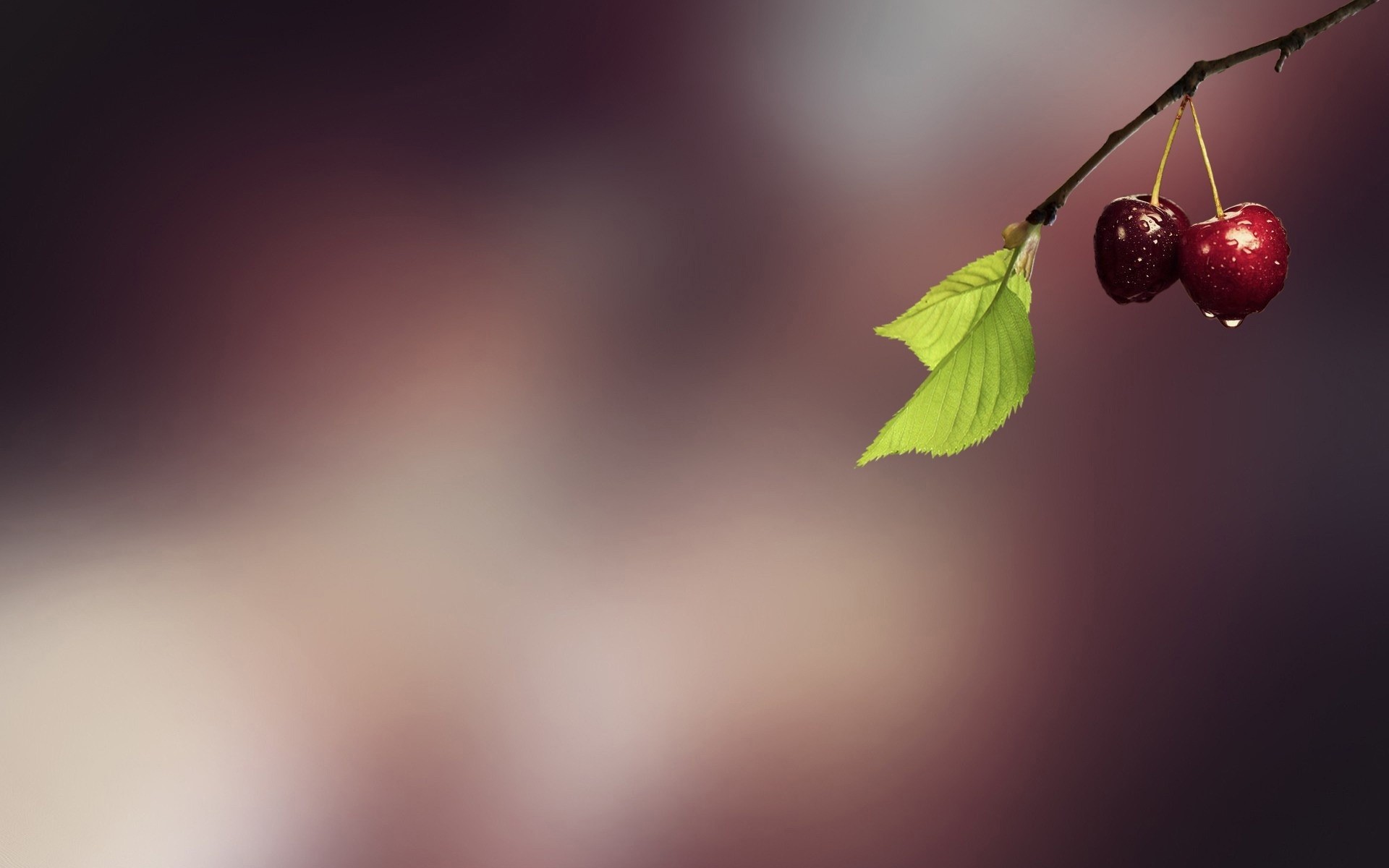 бұлыңғырлық табиғат жапырақ реферат өнер шие жемістер