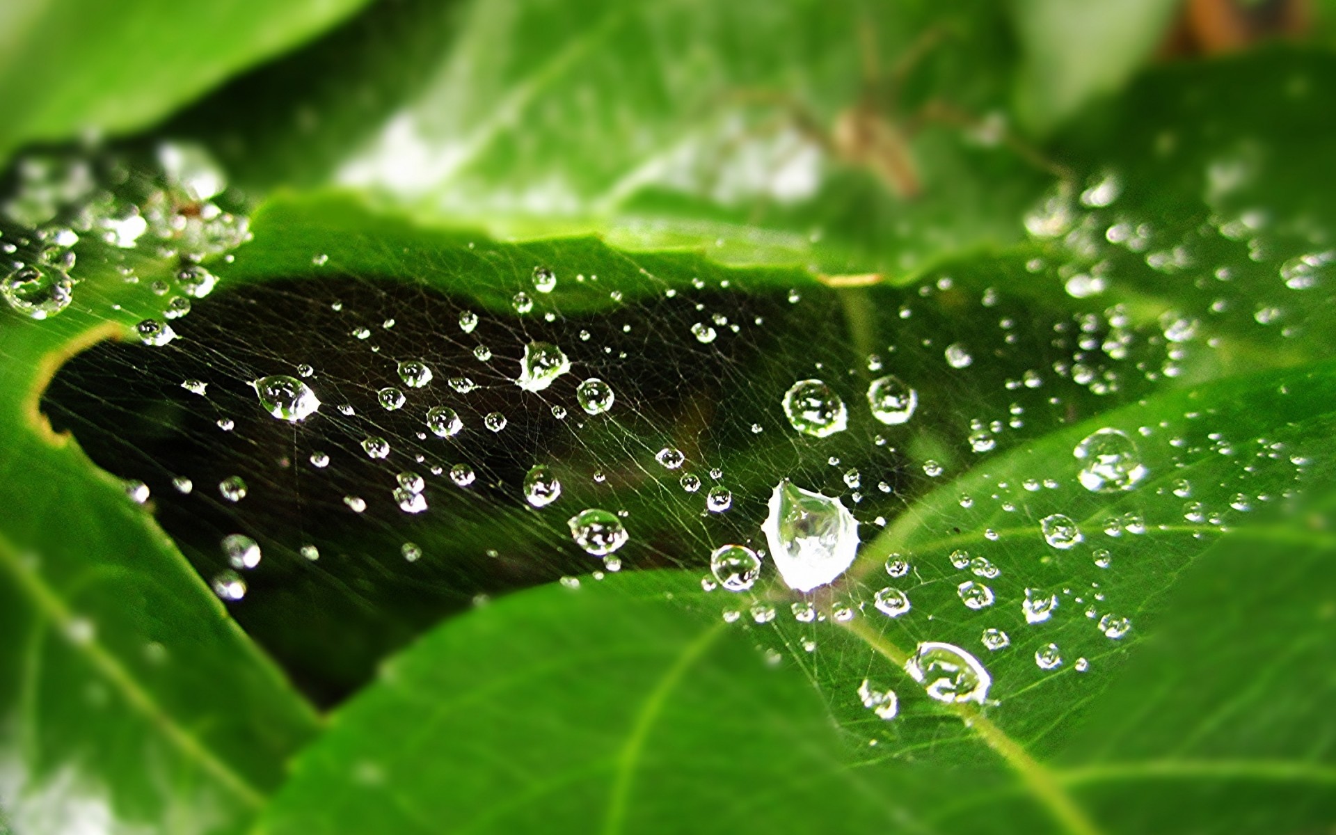 шық жаңбыр құлау тамшылар дымқыл жапырақ тамшылар флора су тазалық дренаж балғындық табиғат бақ өсу сұйықтық шық қоршаған орта жақын су тамшылары дрю. веб-өрмекші