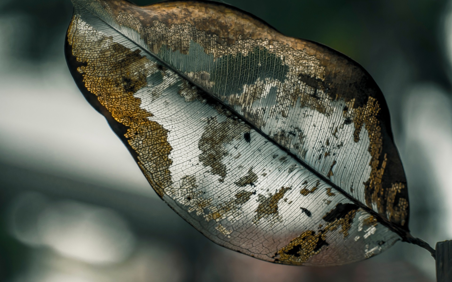 табиғат бір жануар жұмыс үстелі парақ