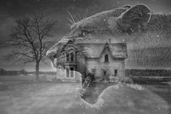 Ақ қара фотосуретте а бобкат қыс фонда үй және ағаш