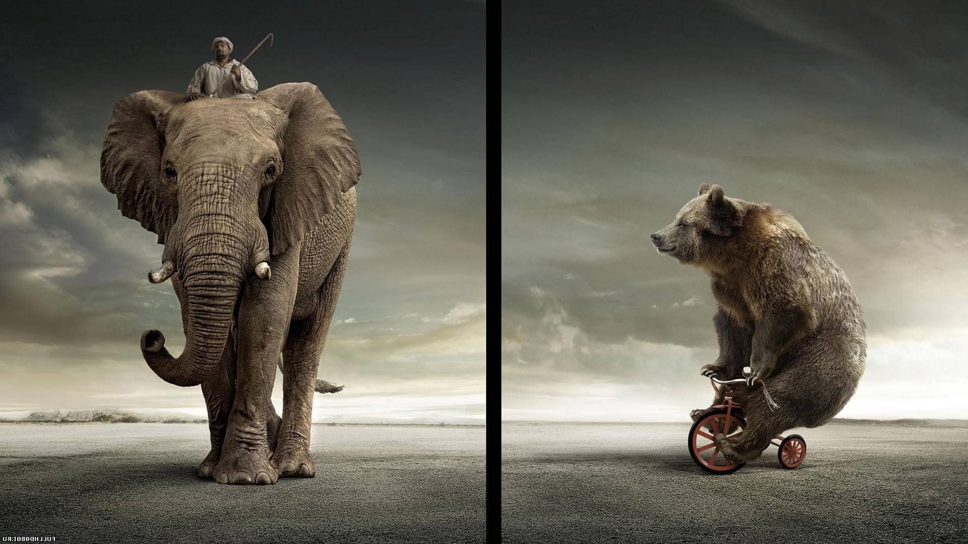 сүтқоректілер жануарлар піл бір жабайы табиғат екі портрет