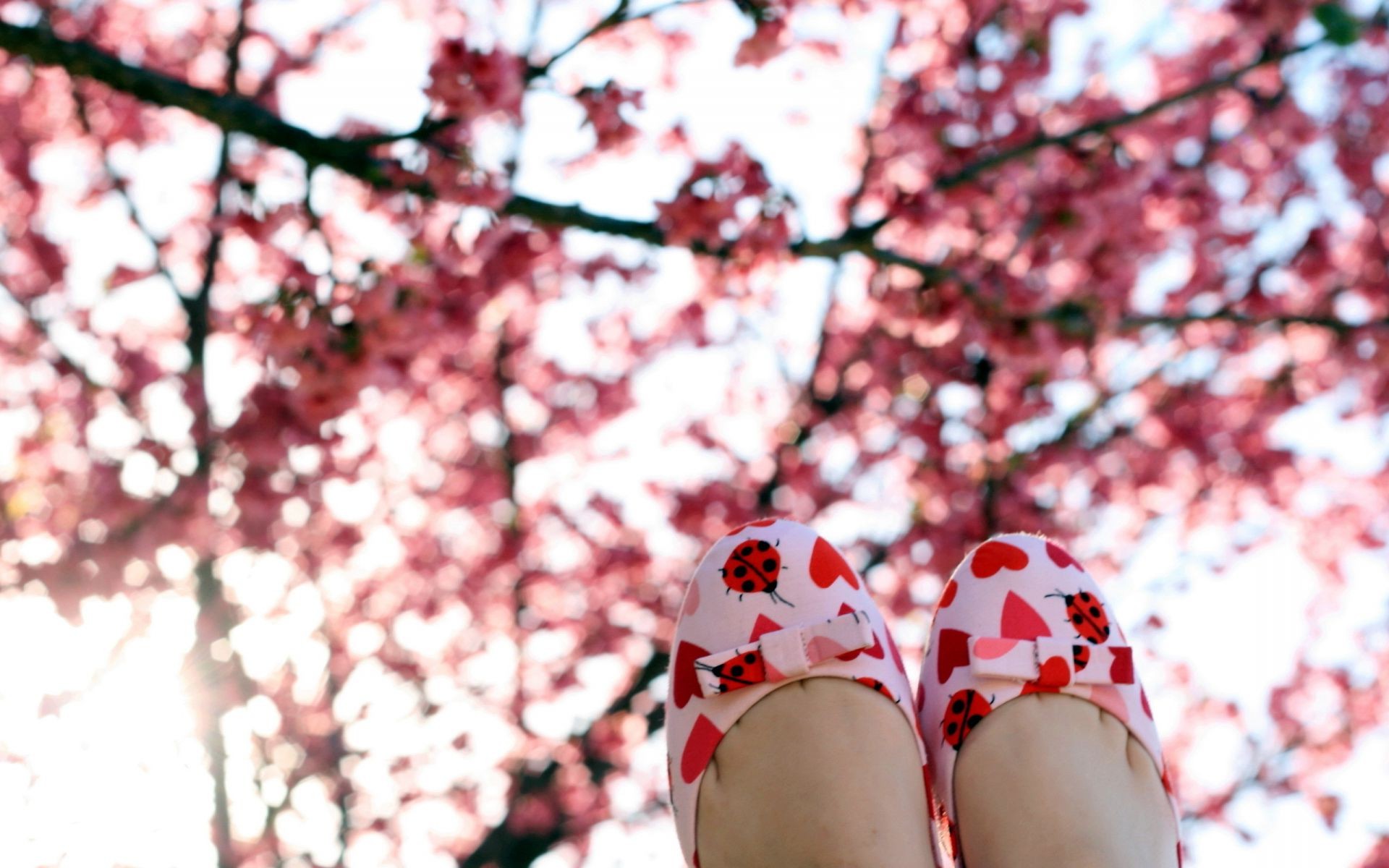 шие ағаш гүл ашық ауада қыс маусым табиғат пейзаж филиал саябақ