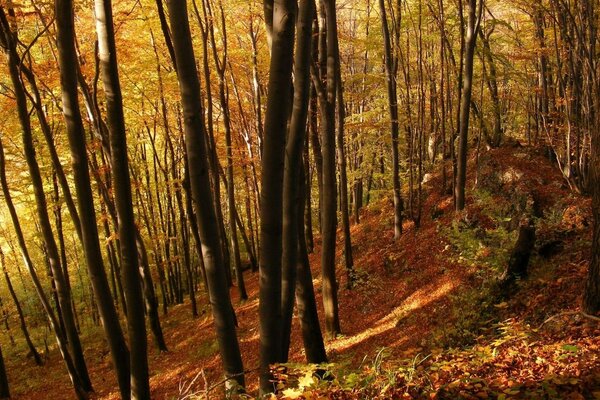 КҮЗГІ КҮН СИРЕК ОРМАНДЫ ЖАРЫҚТАНДЫРАДЫ