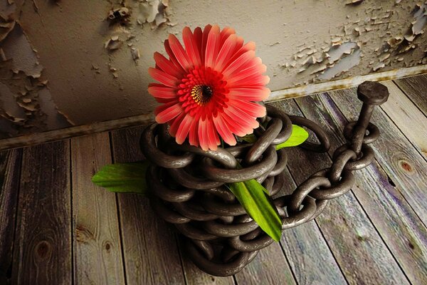 Dahlias темір шынжырмен қапталған