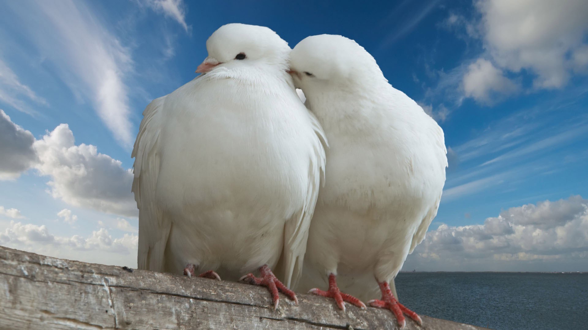 жануарлар құс табиғат жануар аспан көгершін ашық ауада құстар