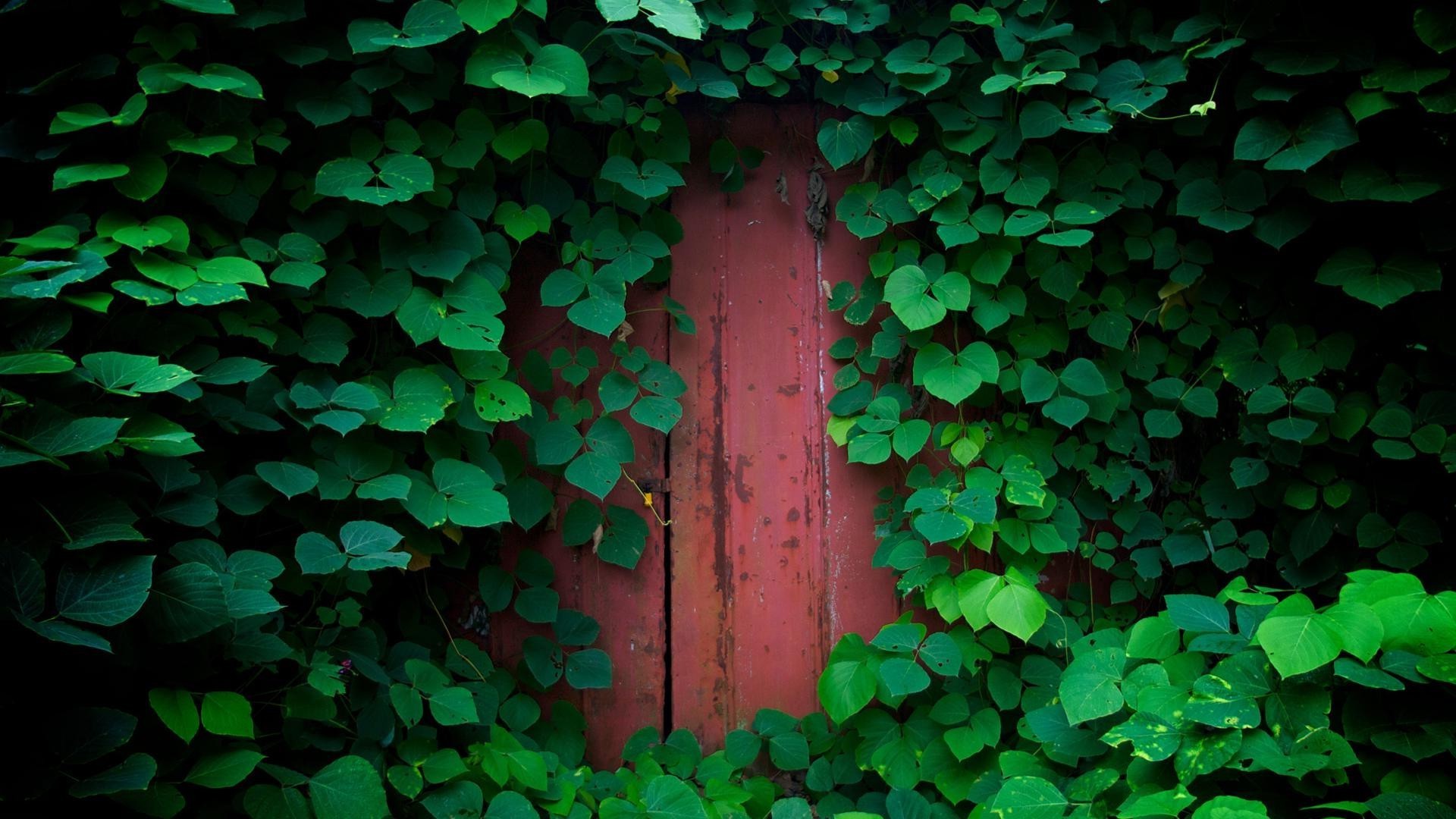 жапырақ айви жұмыс үстелі реферат текстура бақ қабырғалар беде табиғат өсу флора ағаш сәттілік үлгі