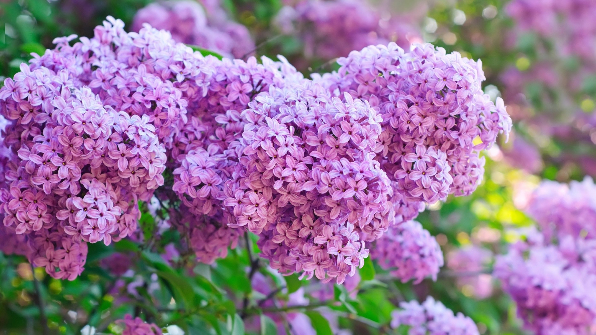 гүл флора табиғат бақ бұта блуминг жаз жапырақ лаванда гүл өсу түс маусым жапырақ жарқын филиал ағаш ботаникалық ашық ауада