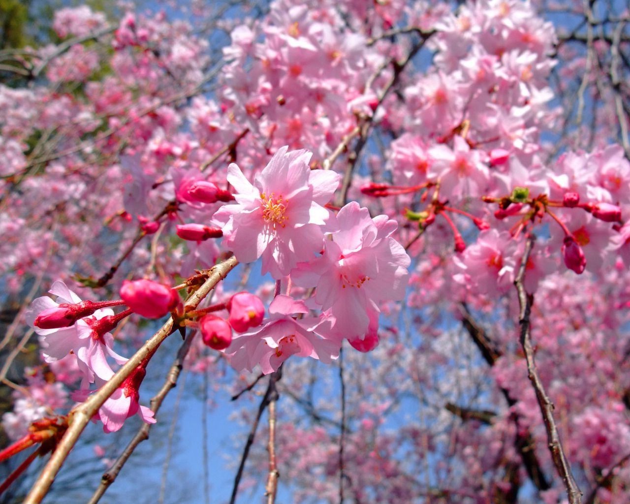 шие гүл филиал ағаш флора табиғат маусым блуминг бақ өсу жапырақ жапырақ көктем досым ашық ауада саябақ түс жарқын гүлді