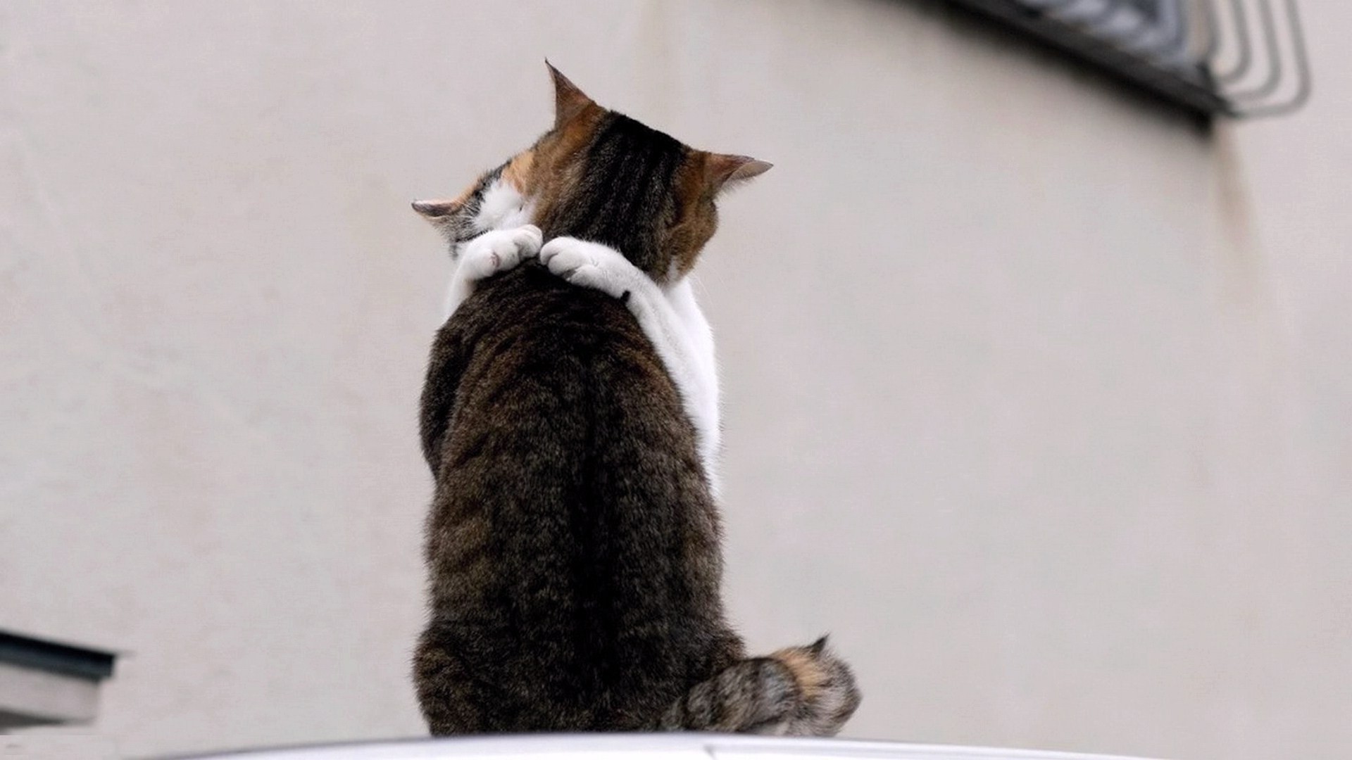 мысық сүтқоректілер сүйкімді жануар котенка пэт бір отандық жүн