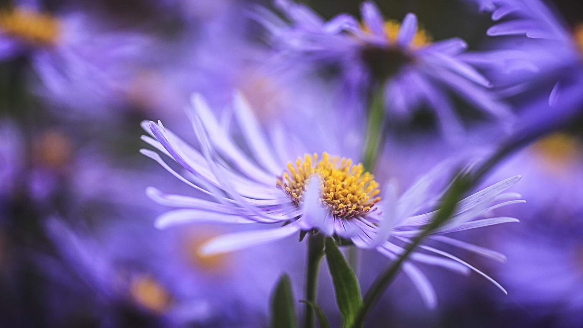 табиғат гүл флора жаз бақ гүл жапырақ жарқын жапырақ түс блуминг жақыннан әдемі ашық нәзік