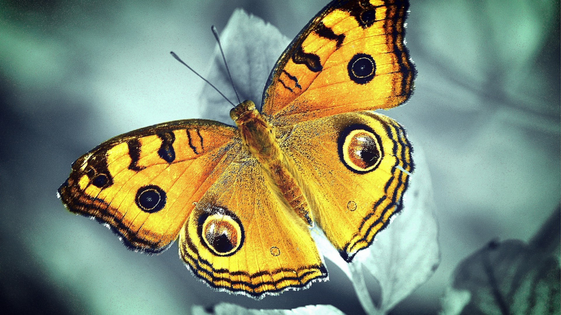 көбелек жәндік табиғат омыртқасыздар жабайы табиғат жануар қанат монарх ашық ауада лепидоптера көбелек түс жаз биология бақ жабайы ұшу әдемі