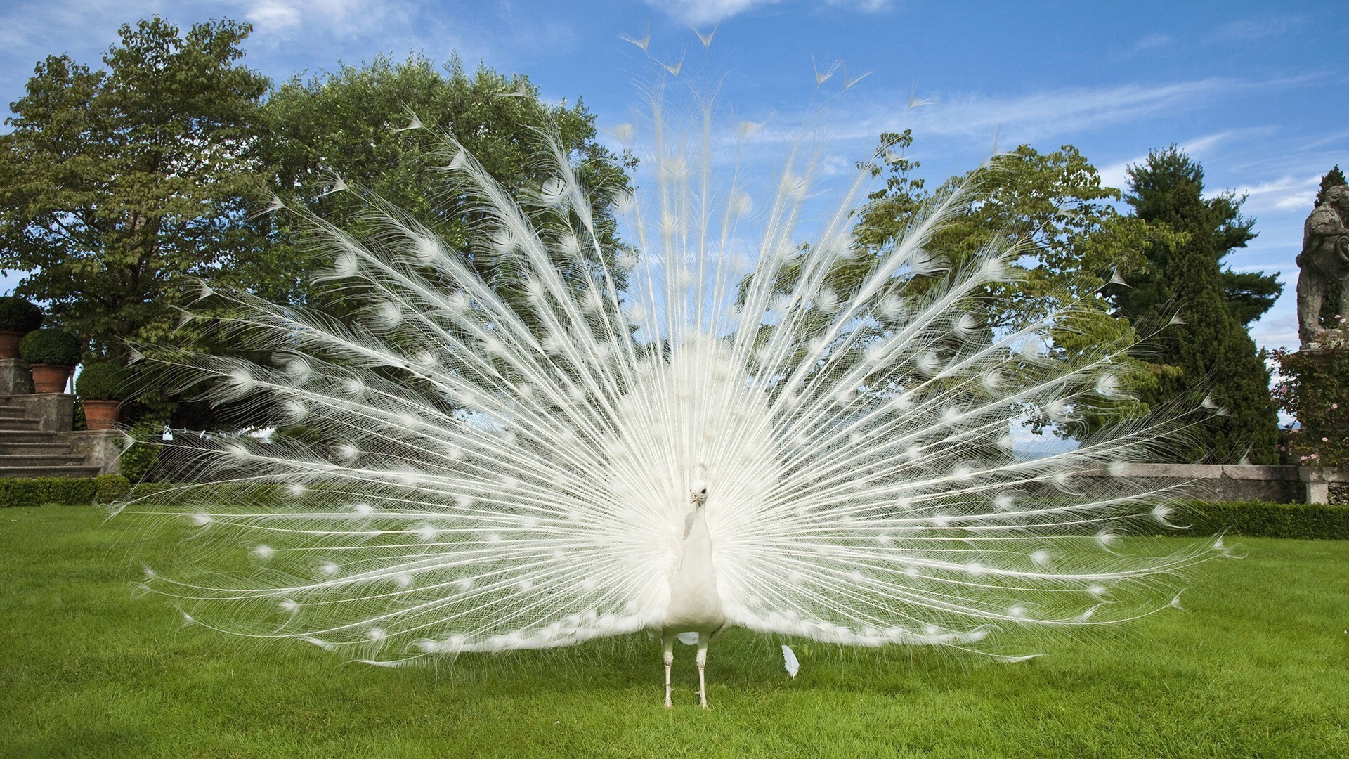 табиғат шөп саябақ ашық ауада әдемі жаз бақ жарқын аспан флора көгалдар