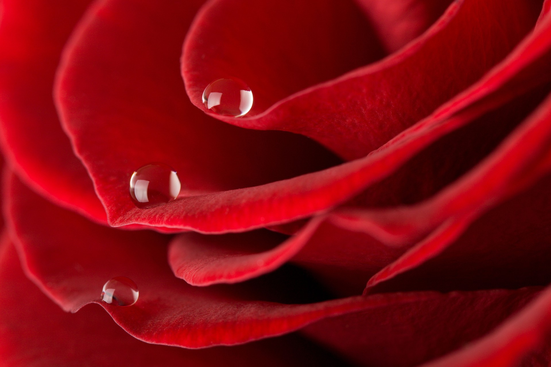 раушан махаббат романтика гүл жапырақ романтикалық блуминг нәзік мерейтой ботаникалық табиғат флора сыйлық әдемі бақ түс махаббат шық гүл