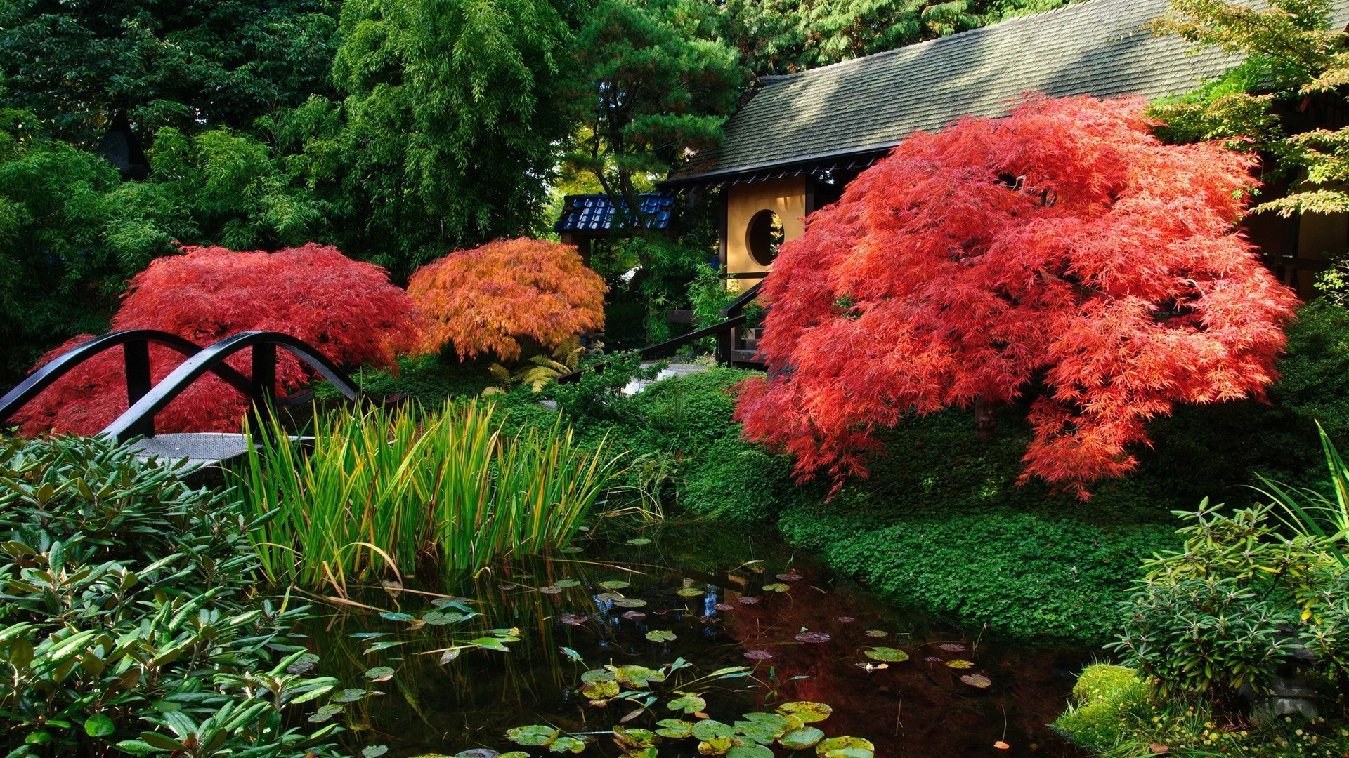 жапырақ бақ ағаш күз саябақ ағаш табиғат ашық ауада гүл пейзаж маусым