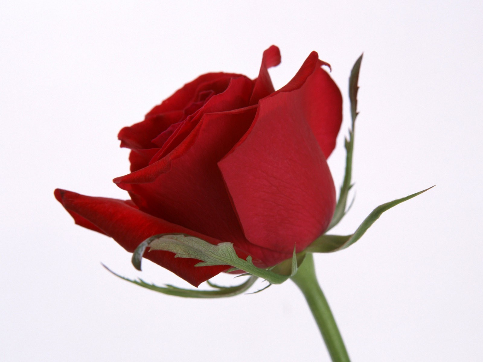 гүл раушан махаббат романтика табиғат гүлдер үйлену тойы сыйлық жапырақша флора мерейтой букет жапырақ досым романтикалық түс жаз блуминг туған күн