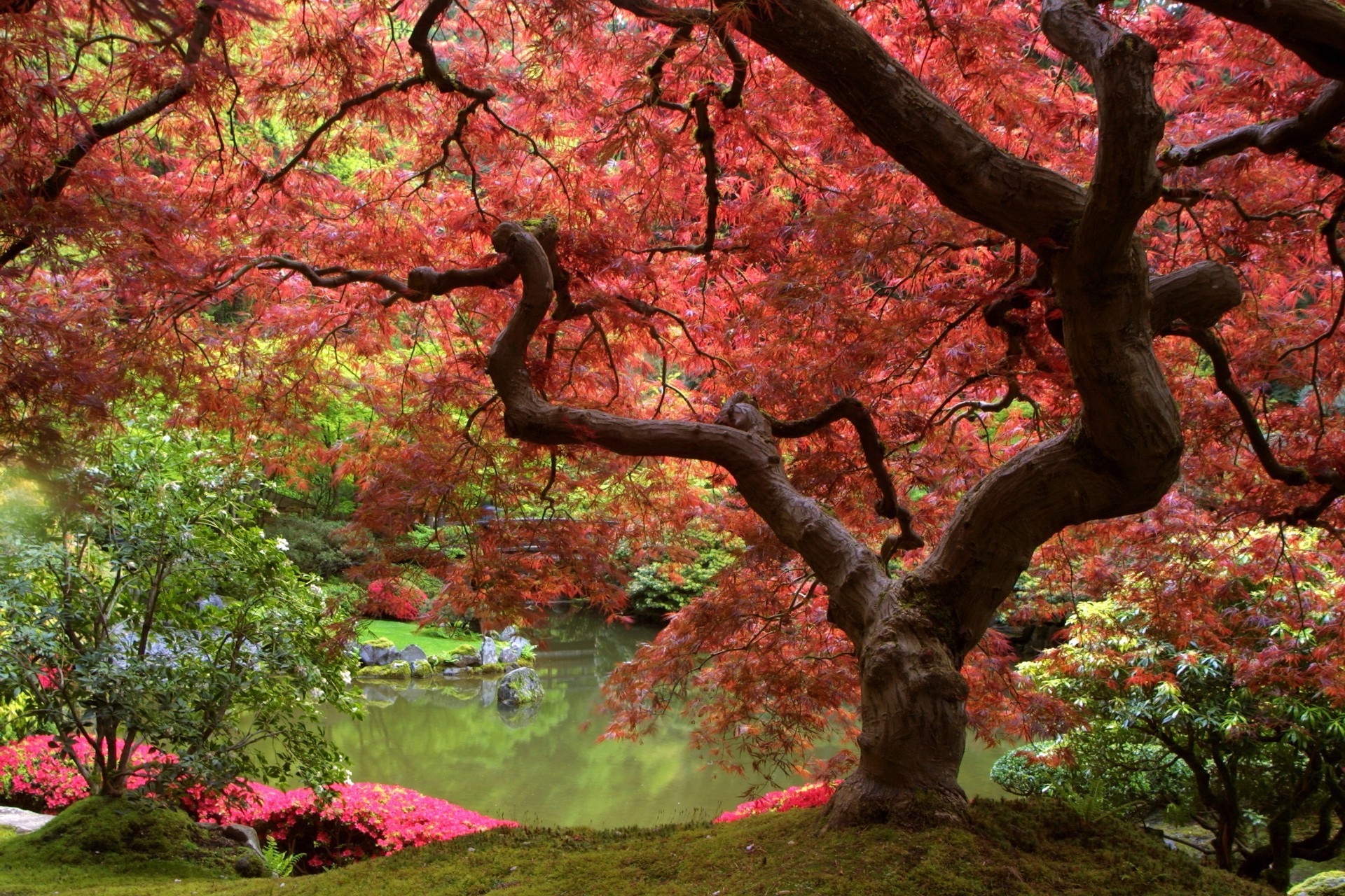 ағаш жапырақ күз саябақ үйеңкі филиал табиғат маусым ландшафт ағаштар бақ ашық ауада түс гүл флора қоршаған орта көркем