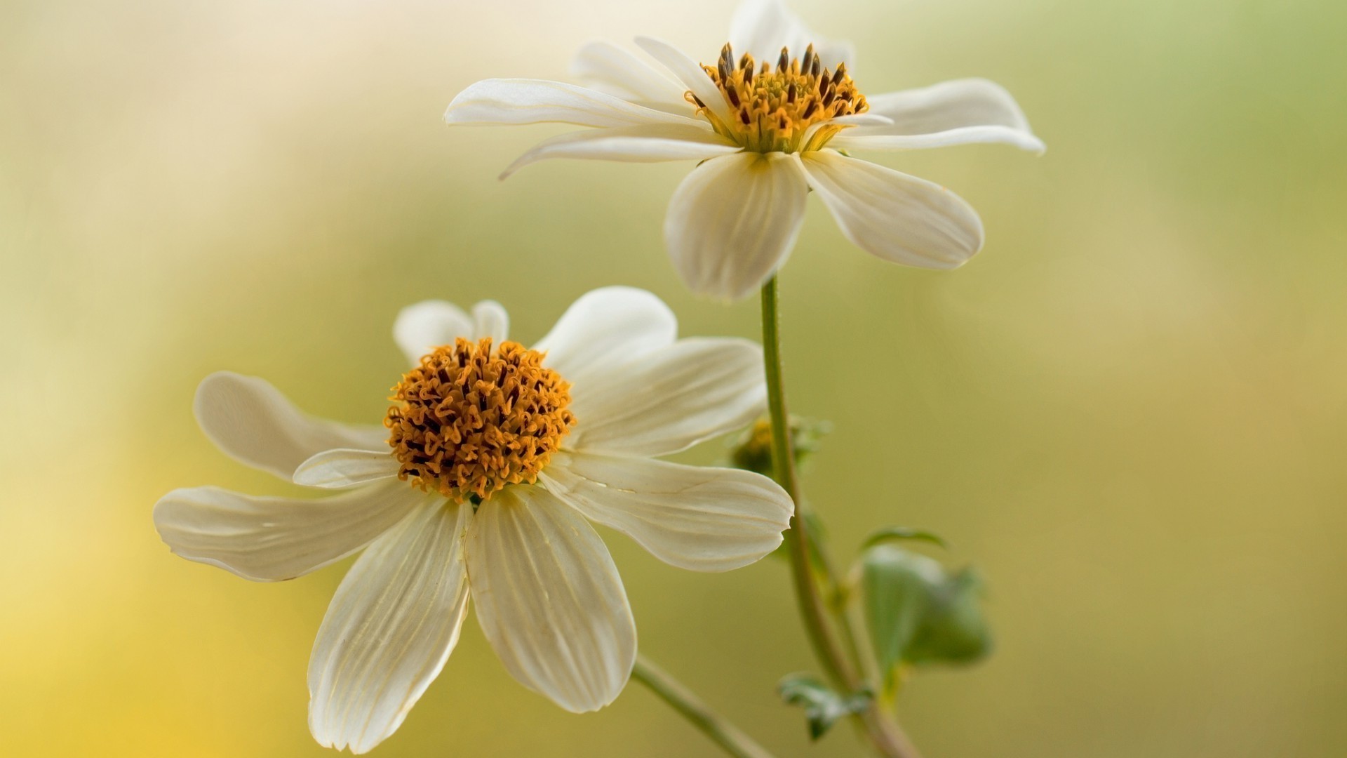 табиғат гүл флора жаз жапырақ бақ гүл өсу жарқын жапырақ