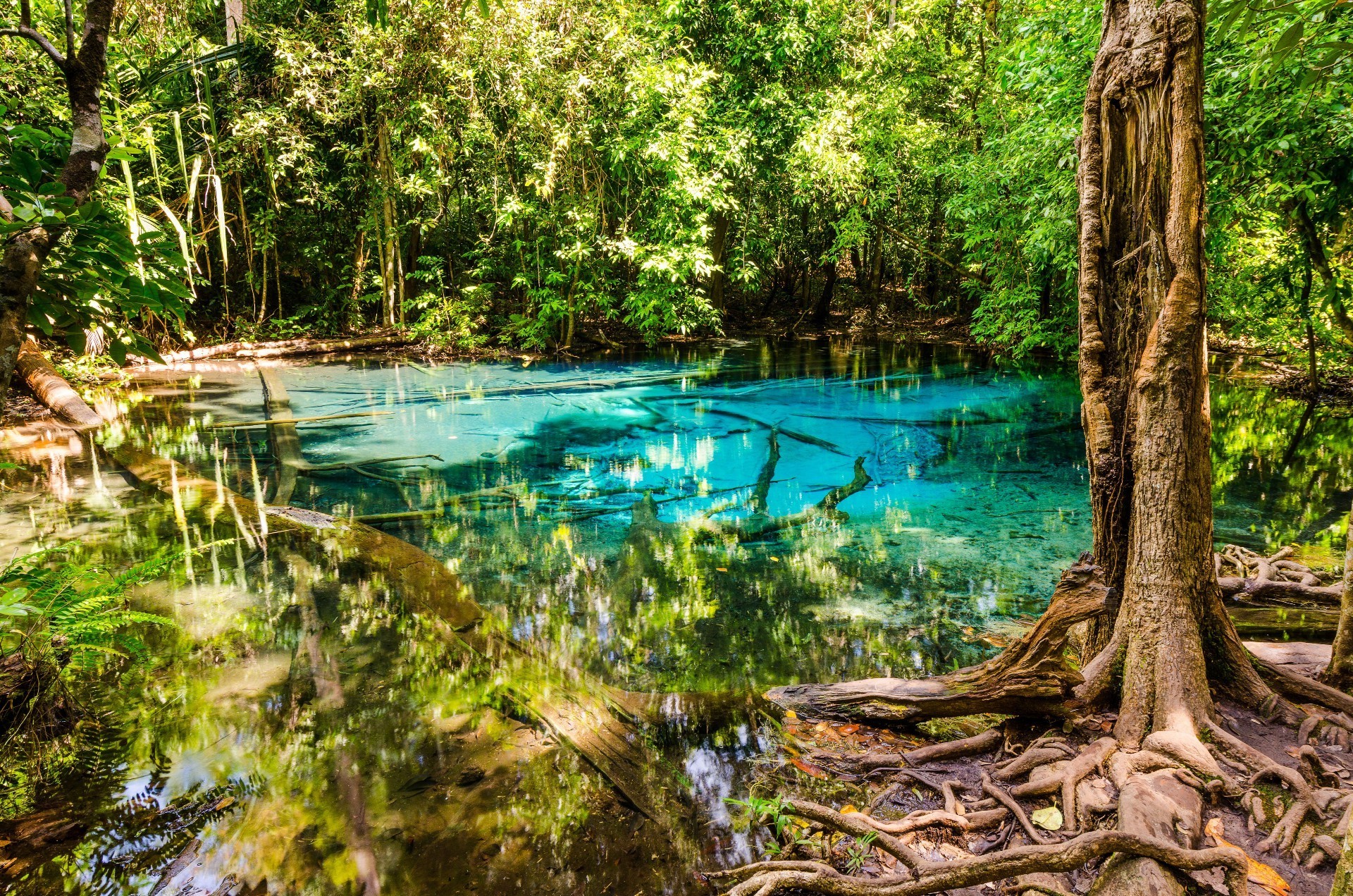 су ағаш табиғат ағаш жапырақ жаз саяхат тропикалық ландшафт саябақ өзен флора әдемі ашық ауада сәрсенбі джунгли көркем көл рефлексия