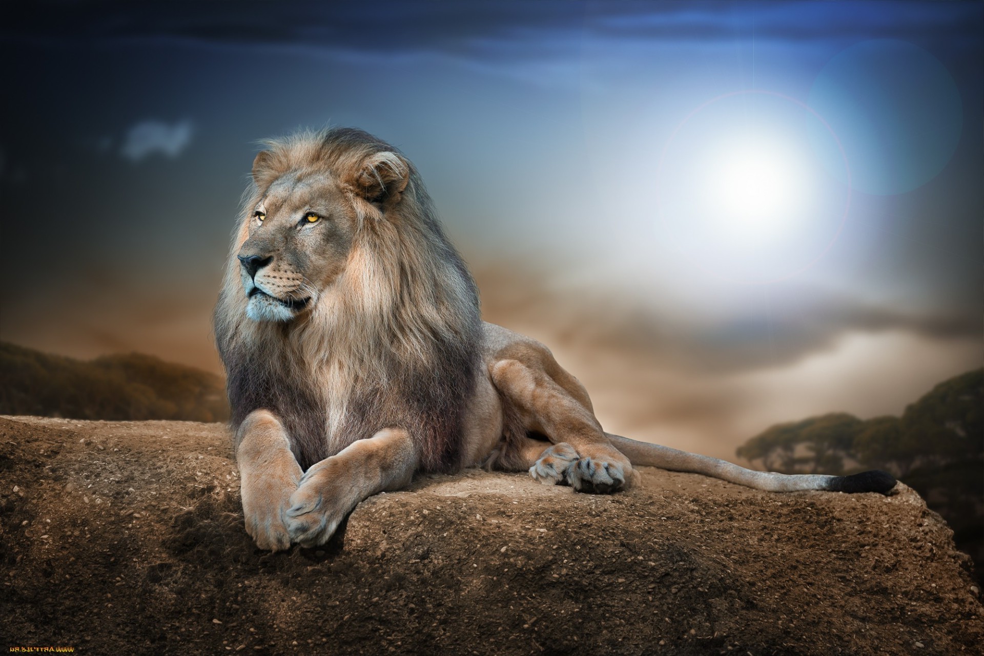 сүтқоректілер арыстан жабайы табиғат