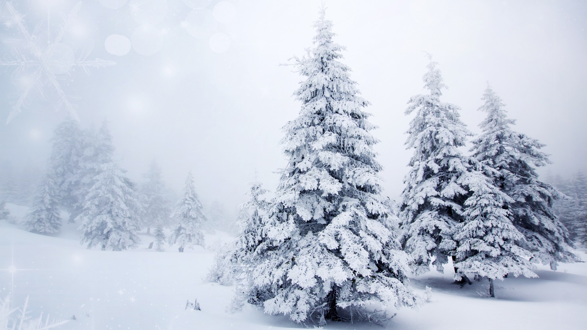 қар қыс аяз суық мұздатылған мұз ағаштар ағаш ауа-райы маусым рождество қарағай қар аяз боран шырша пейзаж ели