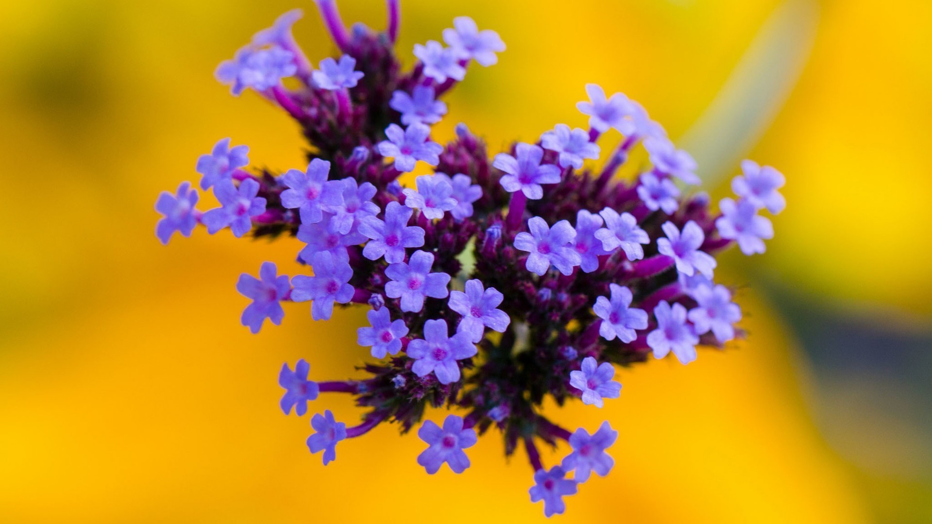 гүл табиғат флора гүлдер бұлыңғырлық бақ жаз жапырақ түс блуминг