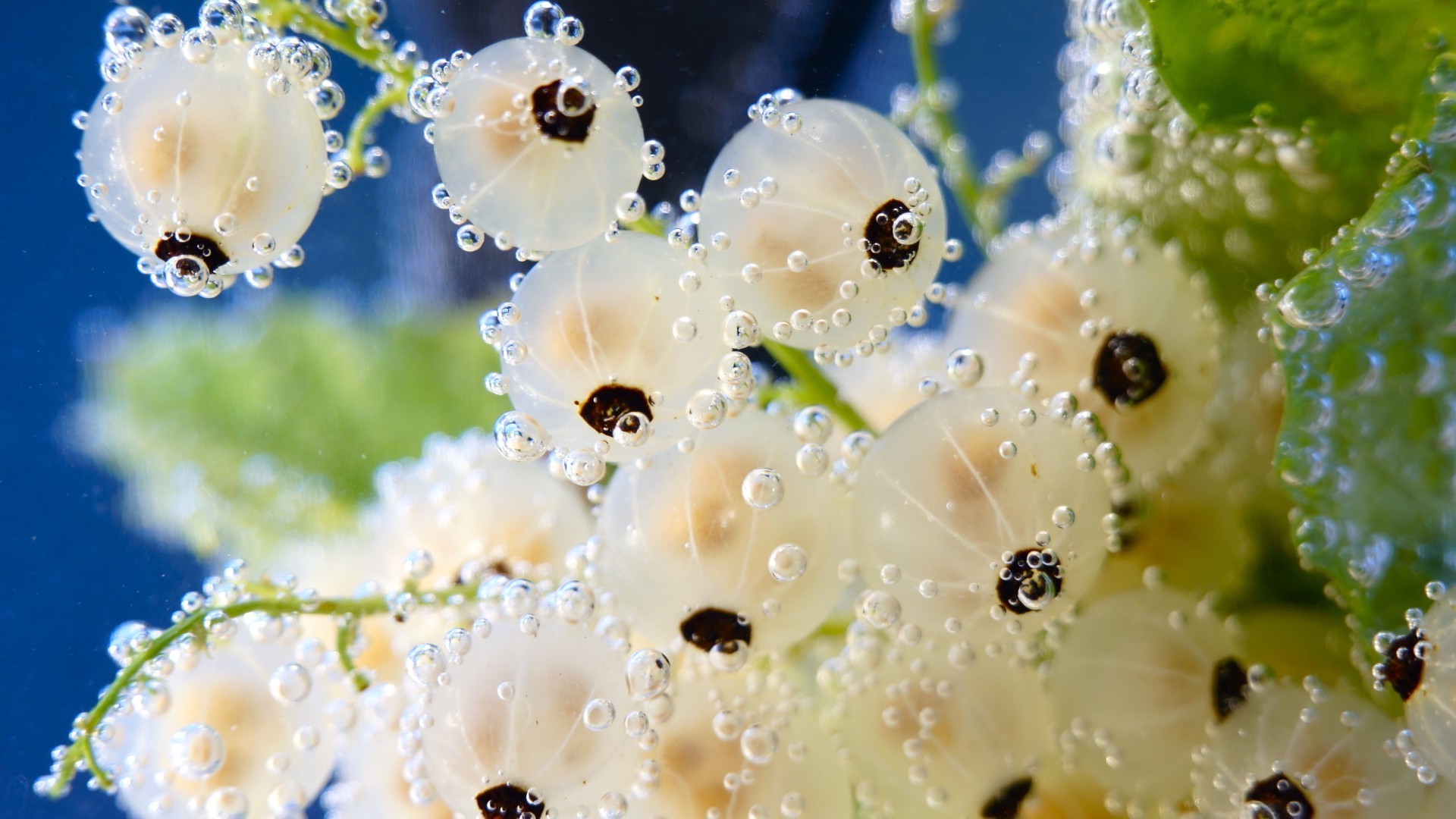 табиғат гүл жаңбыр құлау әшекейлер шық су жаз