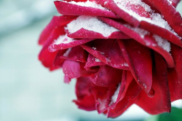 Қармен себілген қызыл гүл