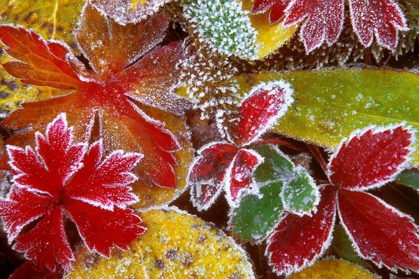 Жапырақтары қатып қалады, қыстың басталуы сезіледі