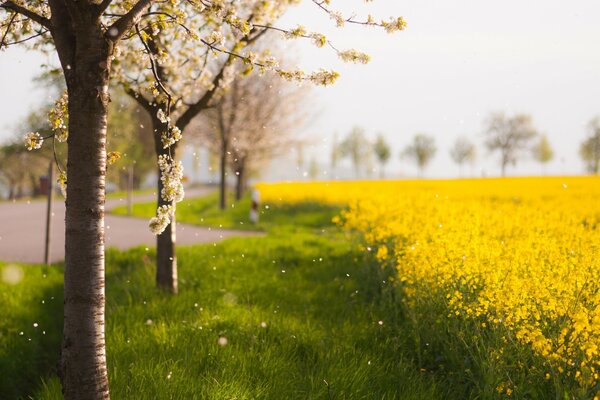 Сары гүлдер өрісінің жанындағы ағаштар