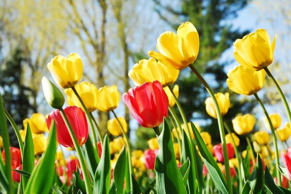 Түрлі түсті көктемгі қызғалдақтар