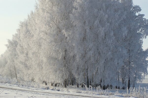Күн сәулесіндегі мұздатылған ағаш